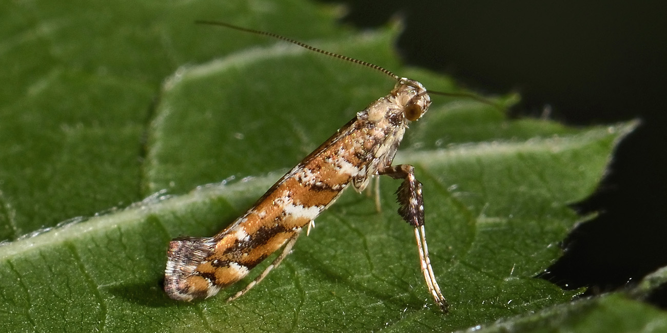 Gracillaridae: Gracillaria syringella